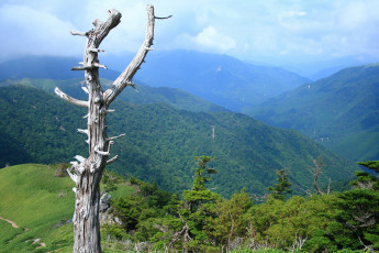 Картинка природа горы дерево усохшее лес