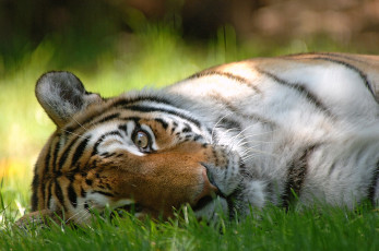 Картинка животные тигры глаз хищник