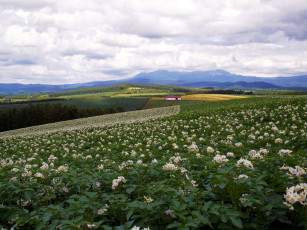 Картинка природа поля поле пейзаж картошка