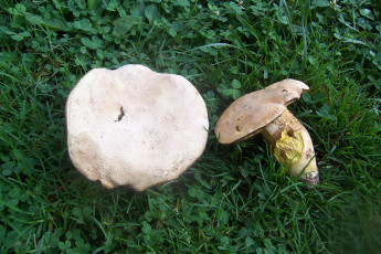 Картинка природа грибы лето трава
