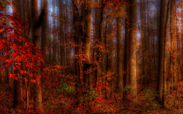 Картинка thinking of autumn природа лес осень