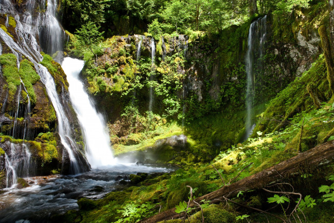 Обои картинки фото panther, creek, falls, природа, водопады, лес, мох
