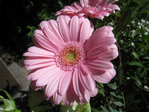 Картинка цветы герберы розовый