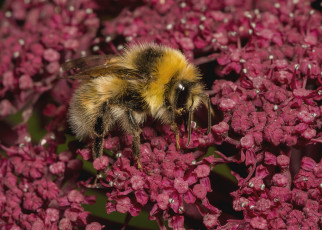 Картинка животные пчелы +осы +шмели шмель цветок