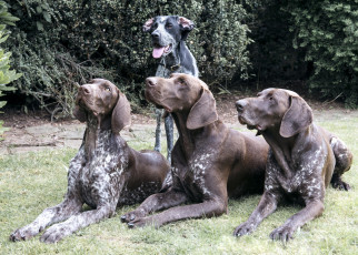 Картинка животные собаки лужайка охотники