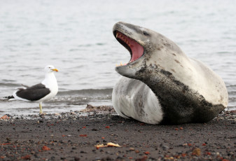 Картинка животные разные+вместе океан птица чайка тюлень антарктида морской леопард