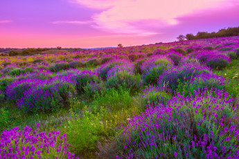 Картинка природа луга пейзаж лаванда цветение цветы поле