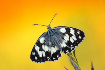 Картинка животные бабочки капли бабочка роса растение фон