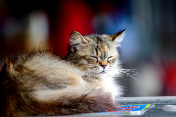 Картинка животные коты отдых пушистый серый котенок кошка