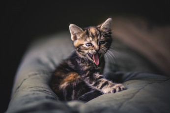 Картинка животные коты зевота язык усы полосатый серый малыш котенок