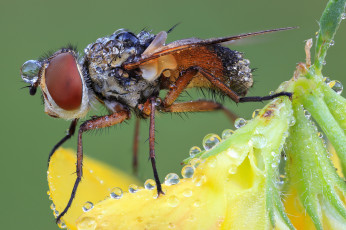 Картинка животные насекомые муха цветок