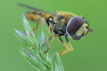 Картинка животные насекомые муха ветка