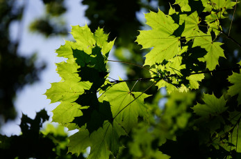 Картинка природа листья макро зелень листва лето