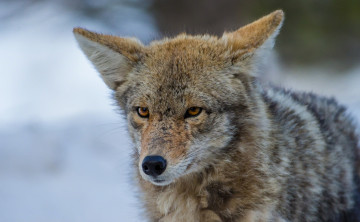 Картинка животные волки +койоты +шакалы взгляд хищник зверь волк