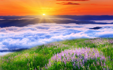 Картинка природа восходы закаты травка цветы солнце облака пейзаж