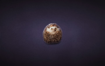 Картинка животные ежи клубок темноватый фон hedgehog ежик