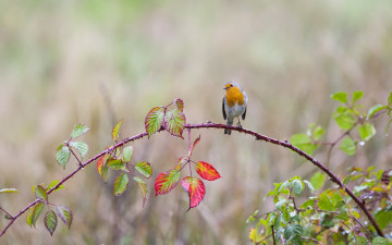 Картинка животные зарянки+ малиновки дождь капли птица ветка листья колючки