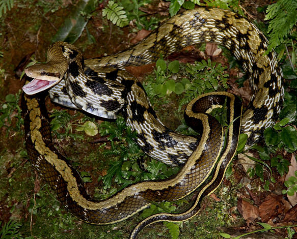Обои картинки фото животные, змеи,  питоны,  кобры, змея