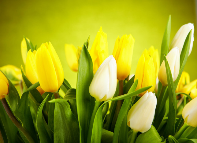 Обои картинки фото цветы, тюльпаны, листья, бутоны, желтые, белые