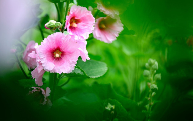 Обои картинки фото цветы, мальвы, розовые