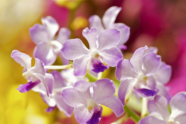 Обои картинки фото цветы, орхидеи, сиреневая, орхидея