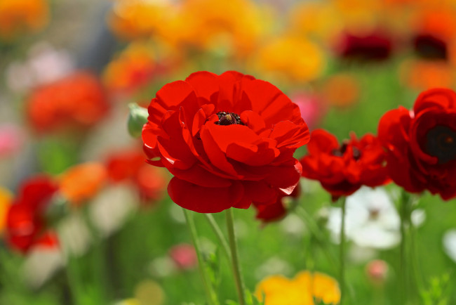Обои картинки фото цветы, ранункулюс , азиатский лютик, красный, мак, цветок, поле