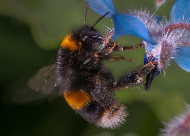 Обои картинки фото животные, пчелы,  осы,  шмели, цветок, шмель
