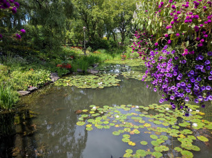 Картинка природа парк лилии водоем пруд
