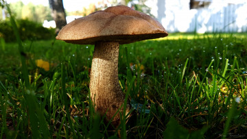 Картинка природа грибы макро трава