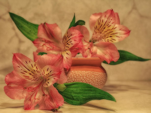 Картинка цветы альстромерия растения натюрморт лето красота композиция