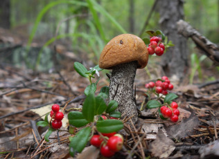Картинка природа грибы средний урал красноголовик урала ягоды подосиновик брусника свердловская область