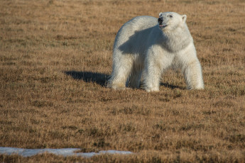 Картинка животные медведи дикая природа белый медведь арктика остров ямал