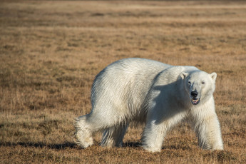 Картинка животные медведи ямал арктика белый медведь остров дикая природа