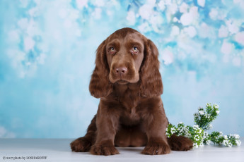 Картинка животные собаки боке собака фон цветы