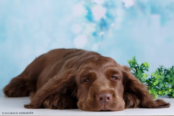 Картинка животные собаки ветка собака зелень боке фон отдых