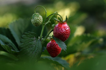 Картинка природа Ягоды лето ягода земляника
