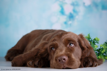 Картинка животные собаки боке собака зелень ветка отдых фон