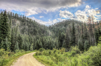 Картинка природа дороги лес