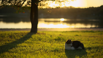 Картинка животные коты дерево водоем трава анфас