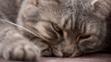 Картинка животные коты морда отдых
