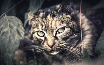 Картинка животные коты растения взгляд профиль морда
