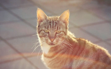 Картинка животные коты взгляд морда улица профиль