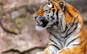Картинка животные тигры отдых оскал морда анфас