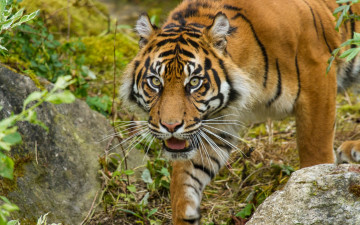 Картинка животные тигры растения камни взгляд профиль морда