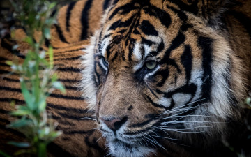 Картинка животные тигры растения морда