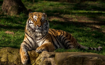 Картинка животные тигры растения трава камни отдых