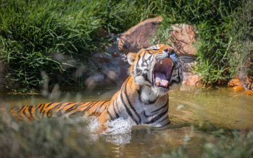 Картинка животные тигры водоем открытая пасть трава камни