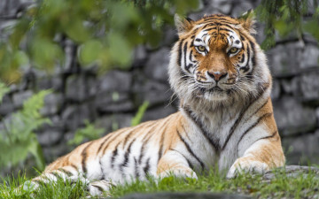 Картинка животные тигры взгляд растения трава профиль камни отдых