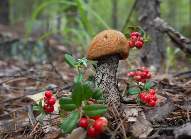 Обои картинки фото природа, грибы, средний, урал, красноголовик, урала, ягоды, подосиновик, брусника, свердловская, область