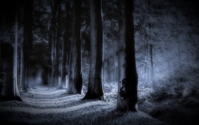 Обои картинки фото природа, лес, ночь